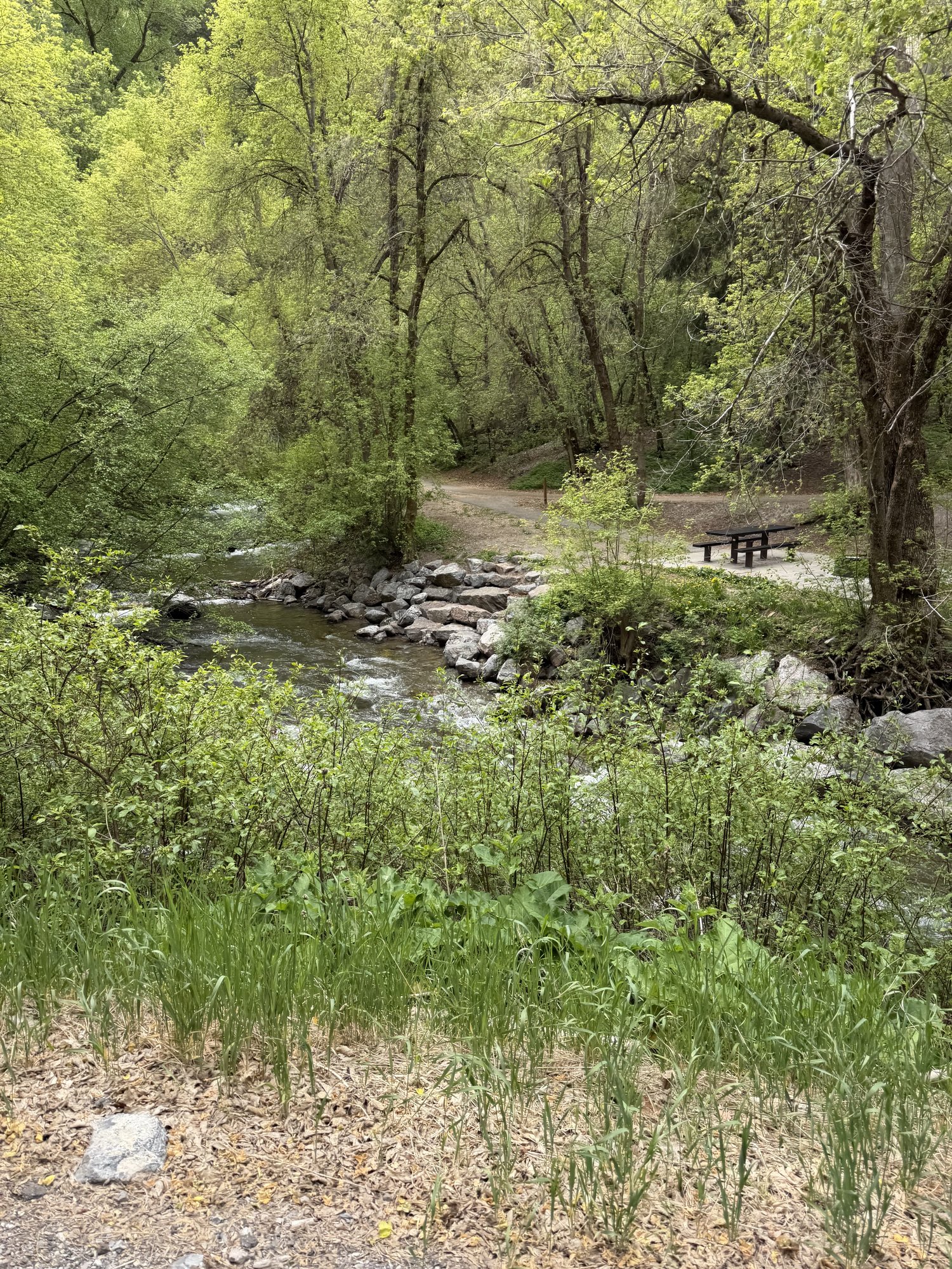 Creek and forest along the Alpine Loop